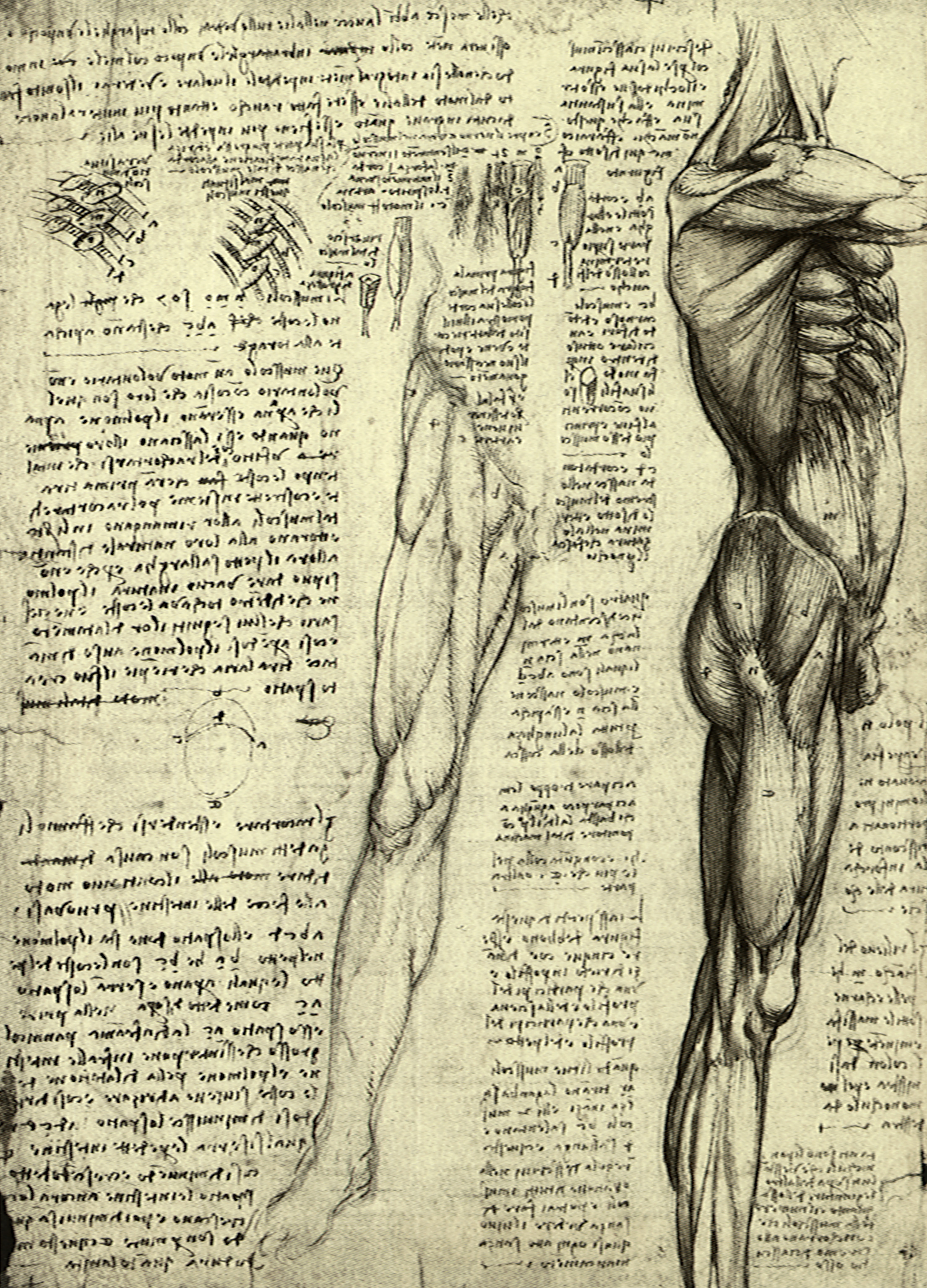 Three Vintage Scientific Anatomy Sketches - The Graffical Muse