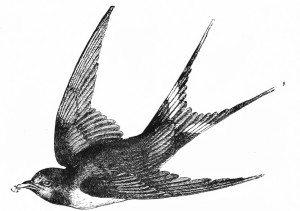 Vintage Sparrow Illustration
