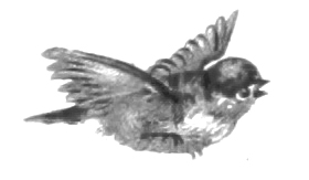 Vintage Bird Illustration