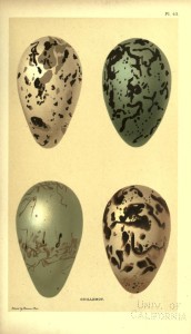 Vintage Bird Eggs Illustration
