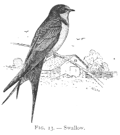 Vintage Bird Illustration