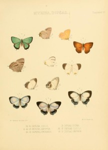 Vintage Butterfly Illustrations