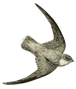 Vintage Bird Illustration Clip Art