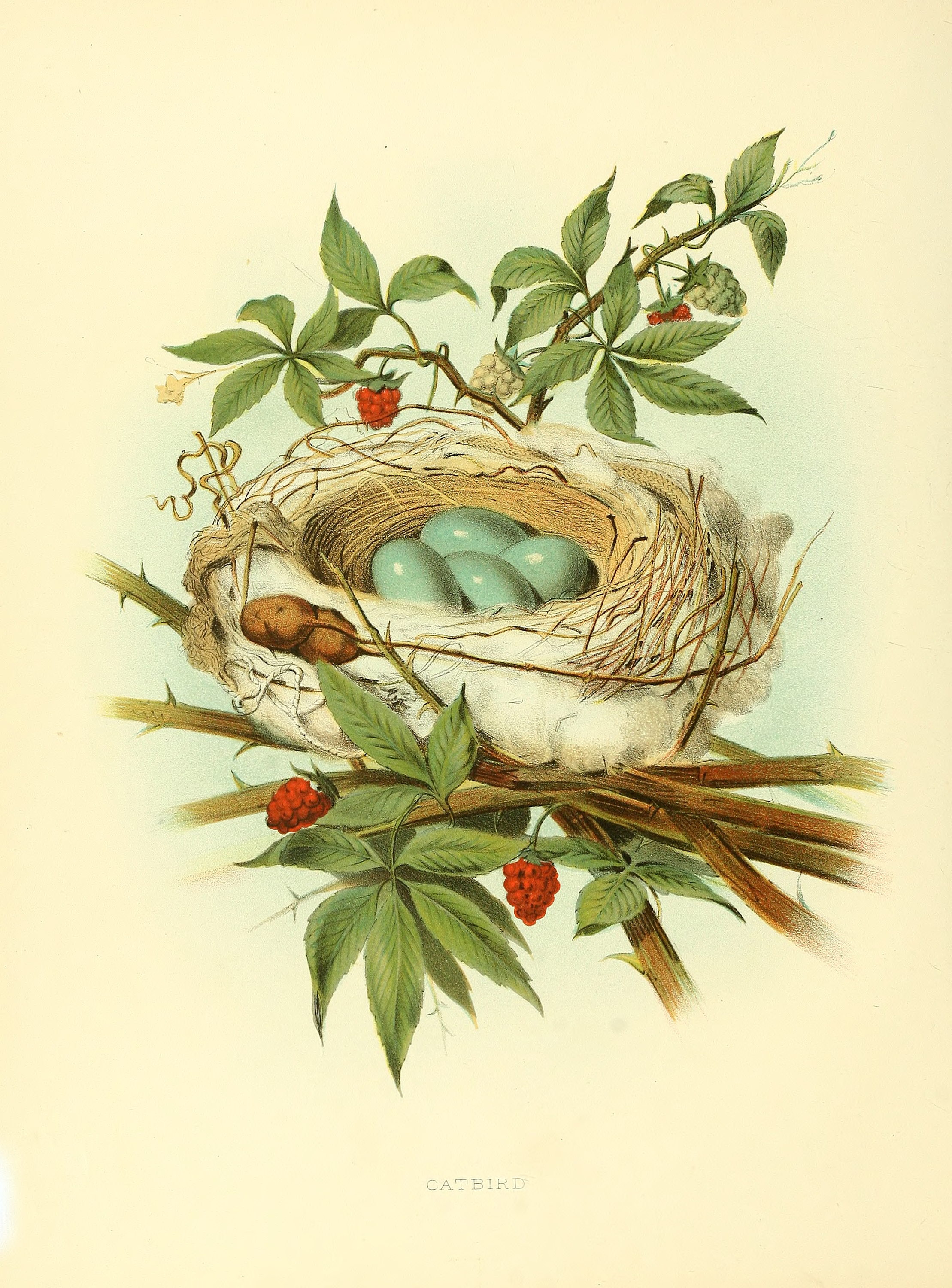 Vintage Bird Nest and Eggs Print - The Graffical Muse
