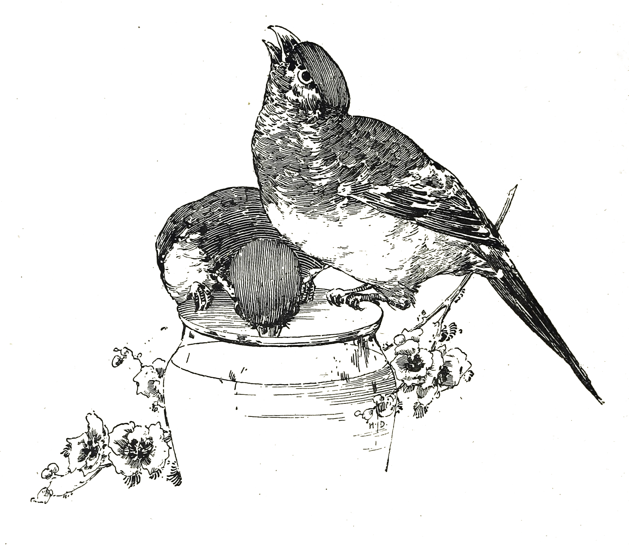 free clipart of vintage birds - photo #33