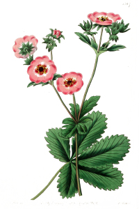 Vintage Botanical Print - Pink Flower