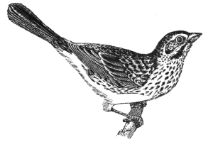 Vintage Sparrow Illustration