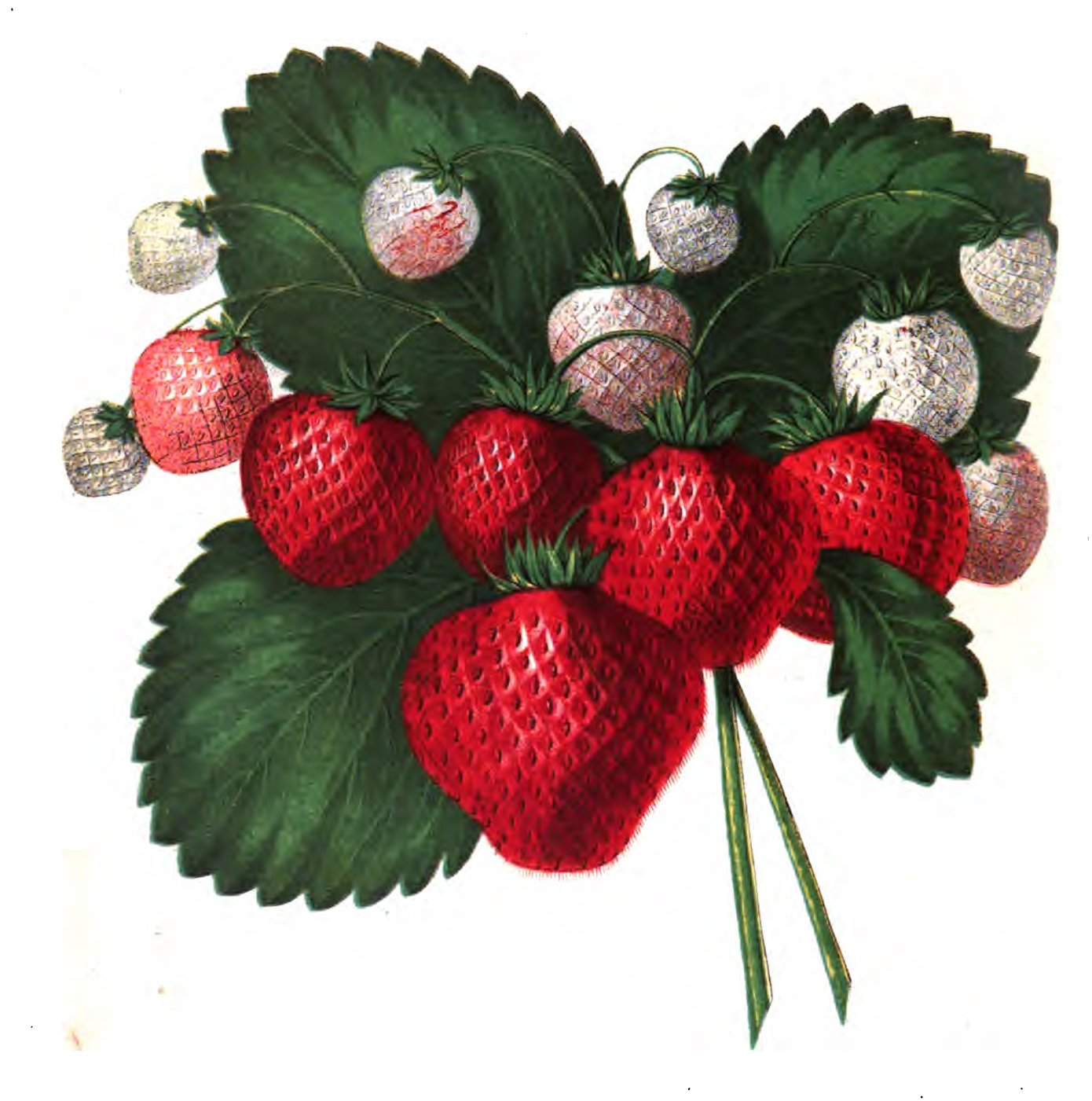 vintage strawberry clip art
