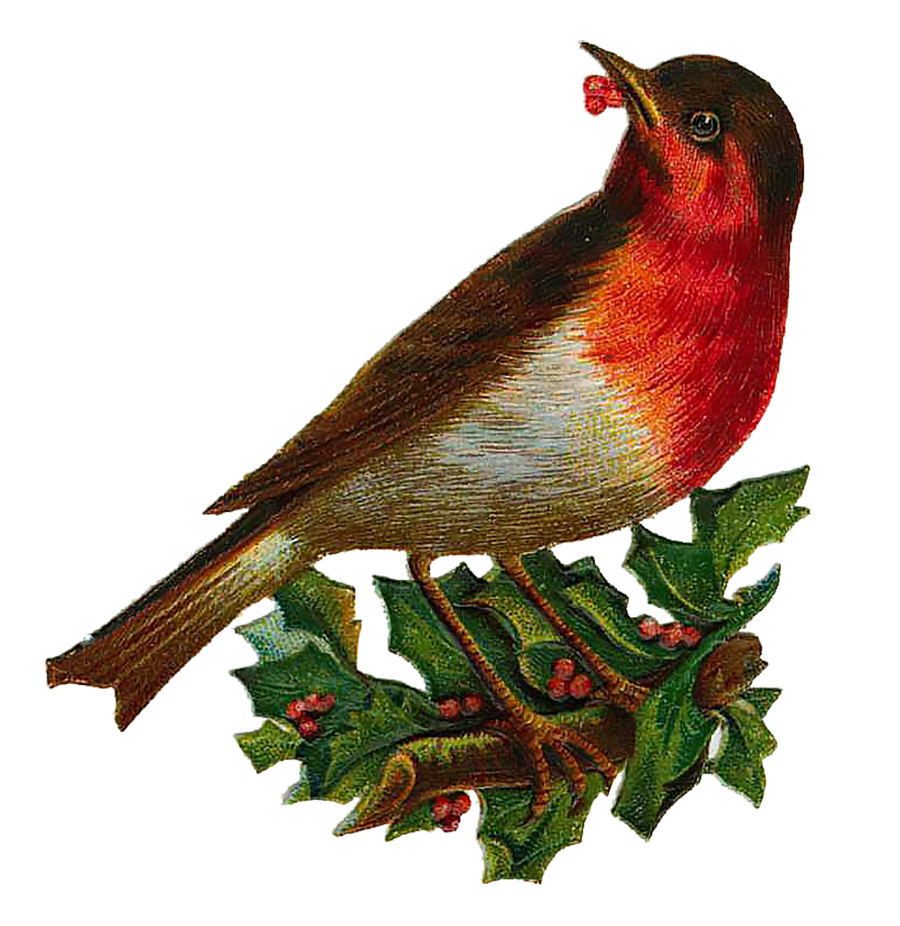 clipart christmas robin - photo #46