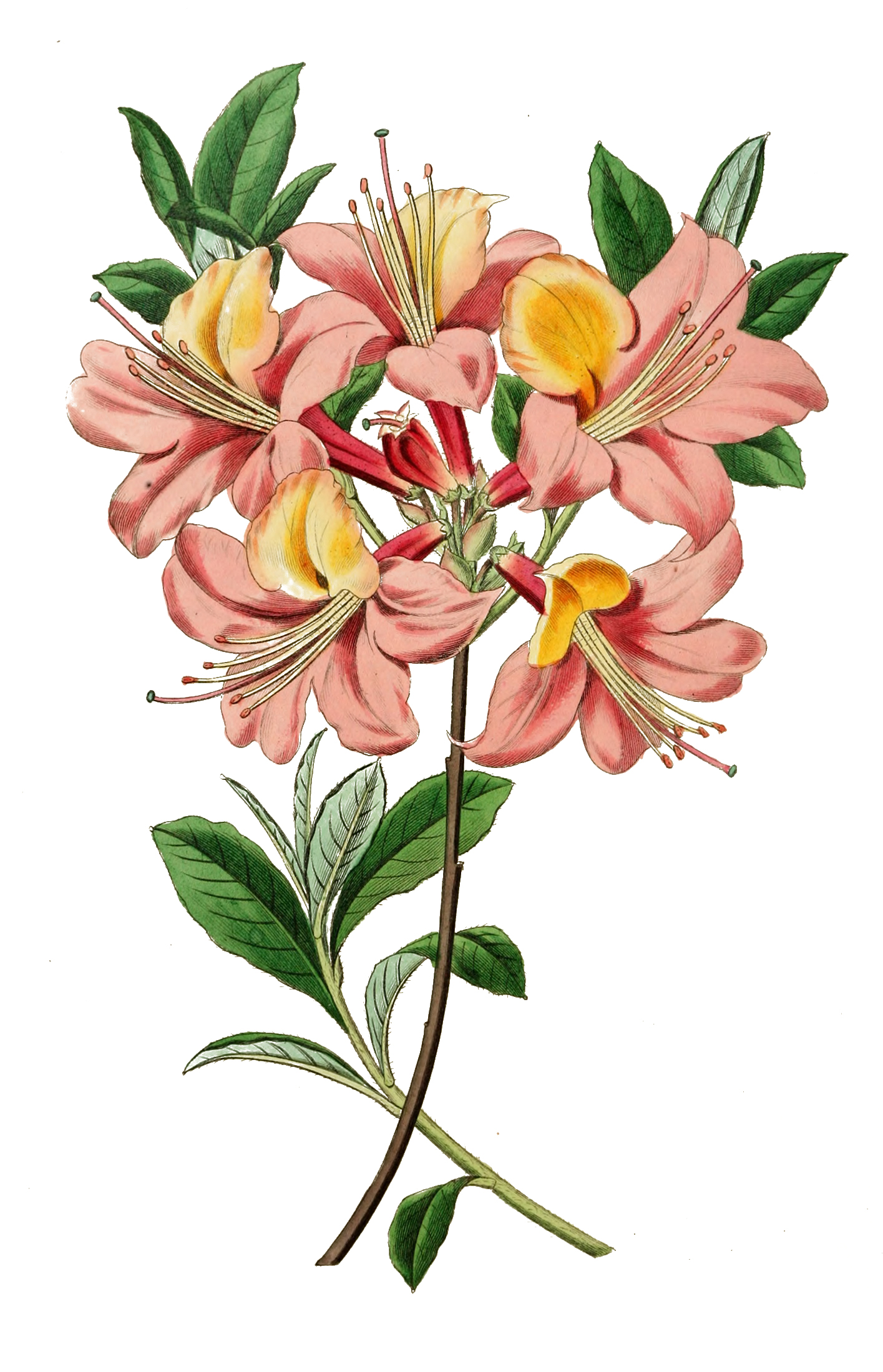 vintage botanical illustrations free download