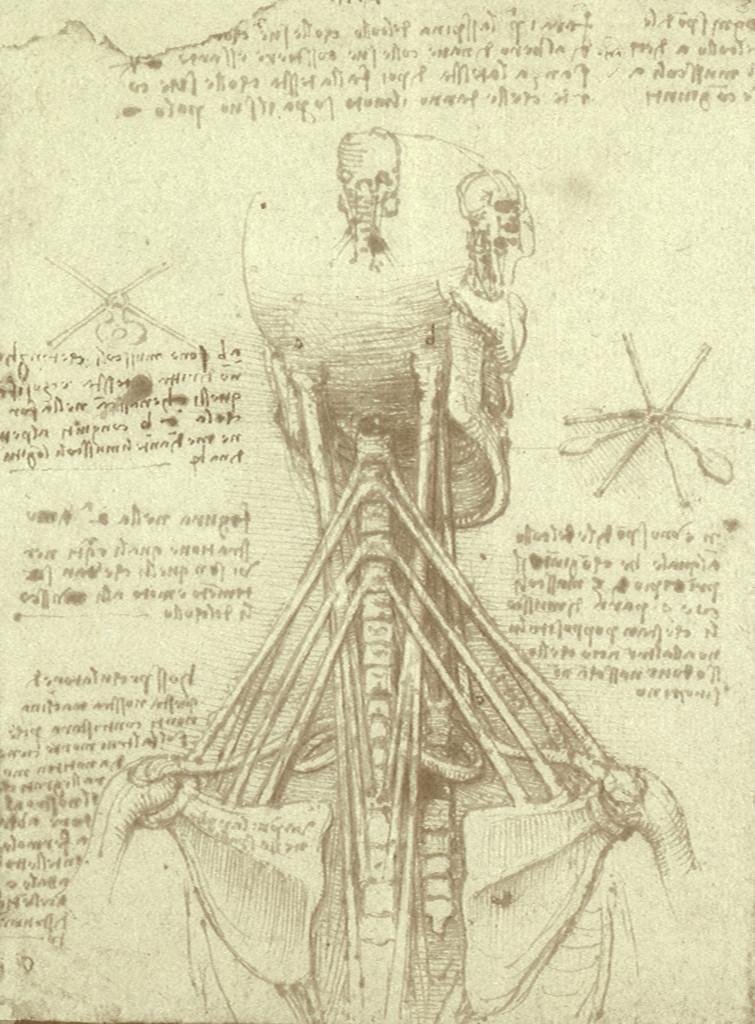 Three Vintage Scientific Anatomy Sketches - The Graffical Muse