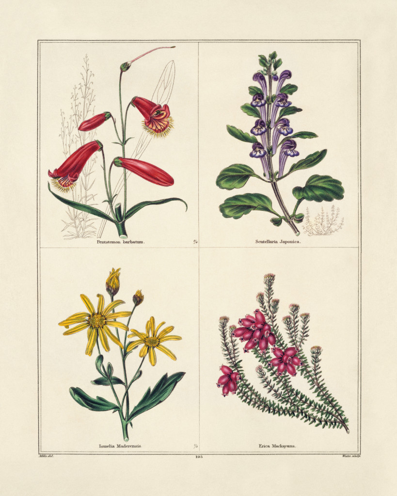 Page of Vintage Flower Illustrations - The Graffical Muse