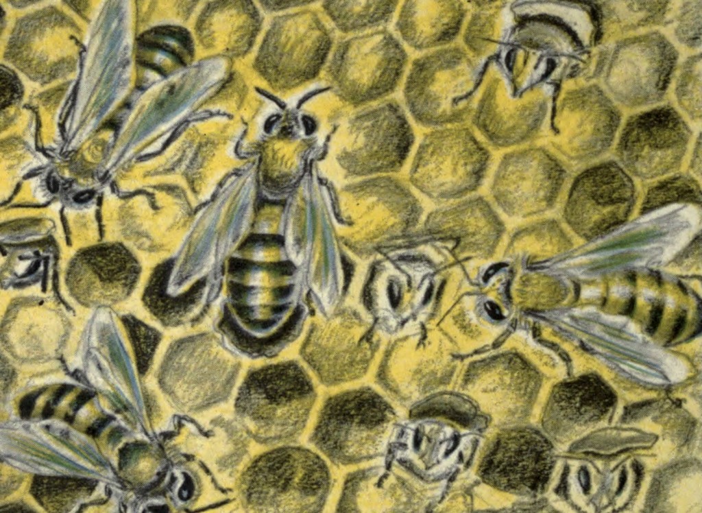 Vintage Illustration Bee Pattern - The Graffical Muse